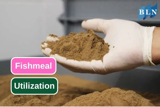 This Is What Fishmeal Can Be Utilized Into